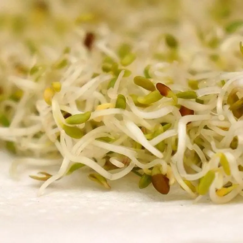 Brotes de alfalfa blanquecinos con semillas, en primer plano