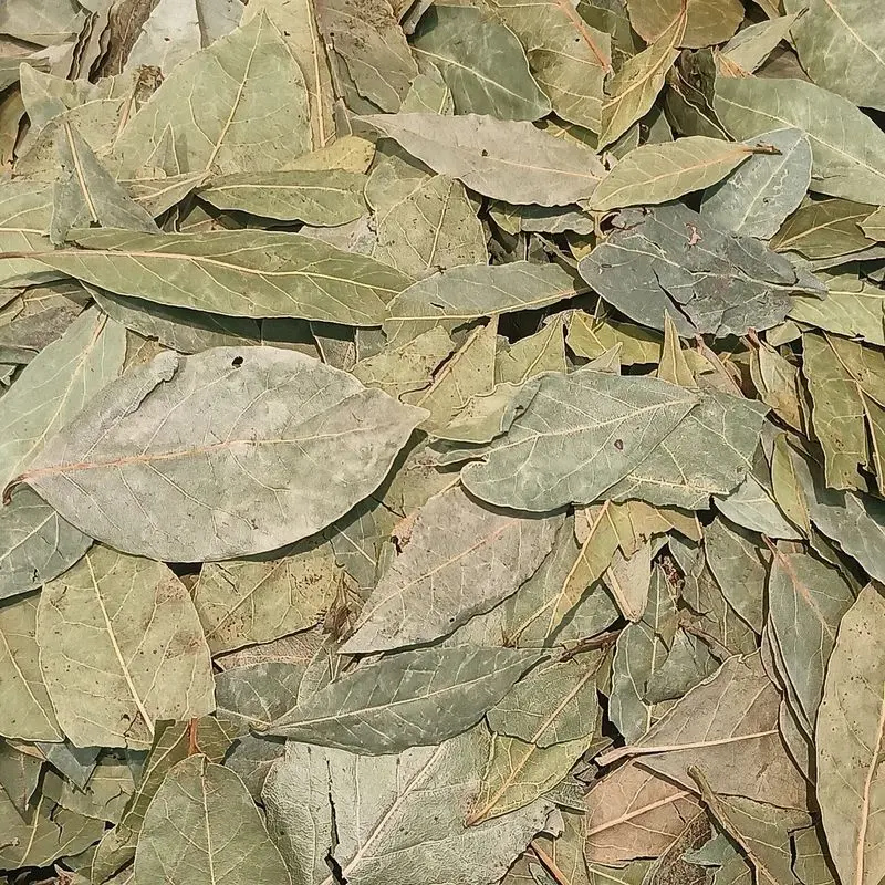 Hojas secas de laurel en montón