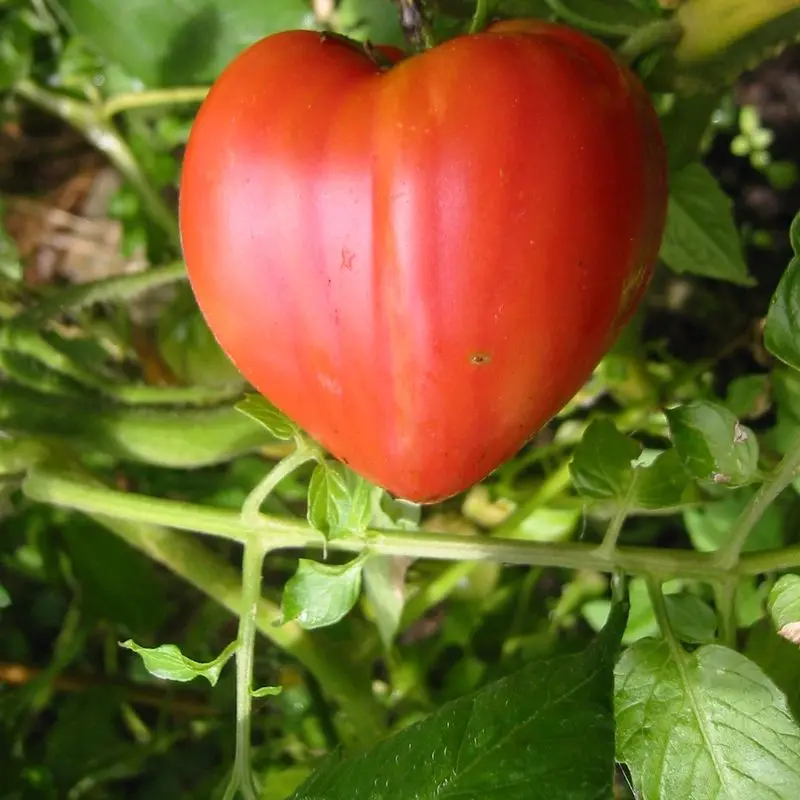 Tomate corazón de buey rojo, grande y con forma de corazón, entre hojas verdes