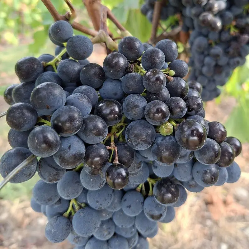 Racimo de uvas negras maduras en la vid