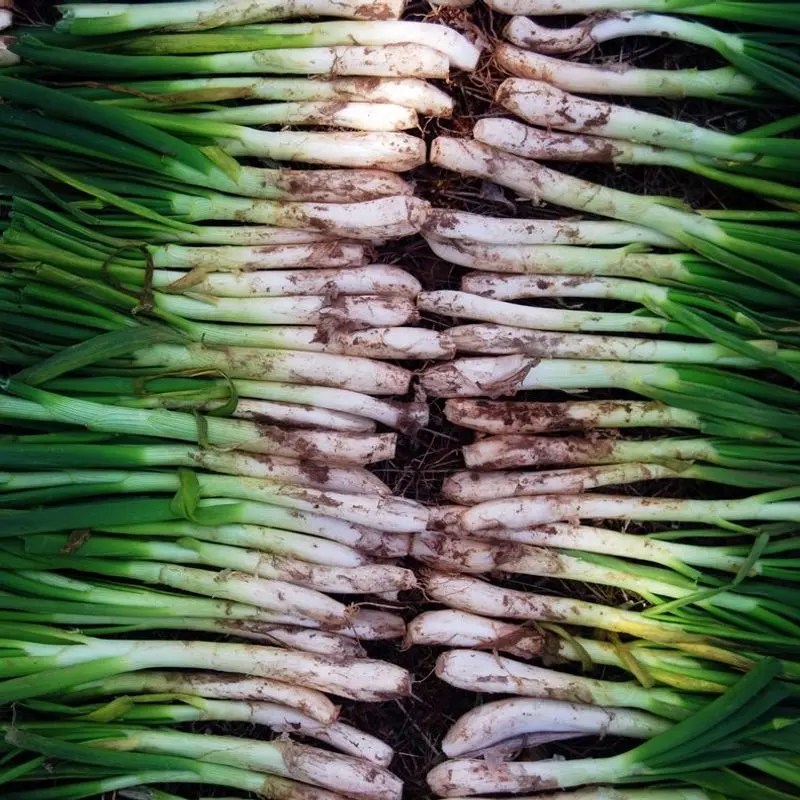 Manojos de calçots crudos con tallos blancos y hojas verdes en filas