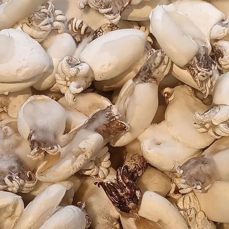 Sepias limpias crudas amontonadas