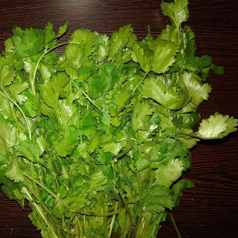 Manojo de hojas de cilantro verde sobre una superficie oscura