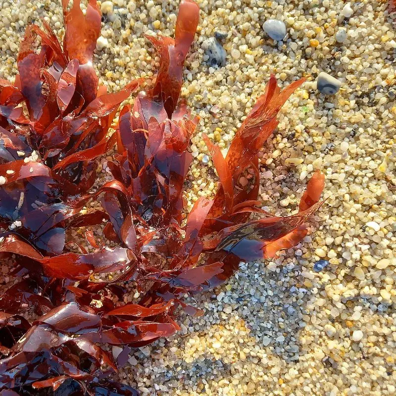 Alga dulse roja con frondas oscuras sobre arena