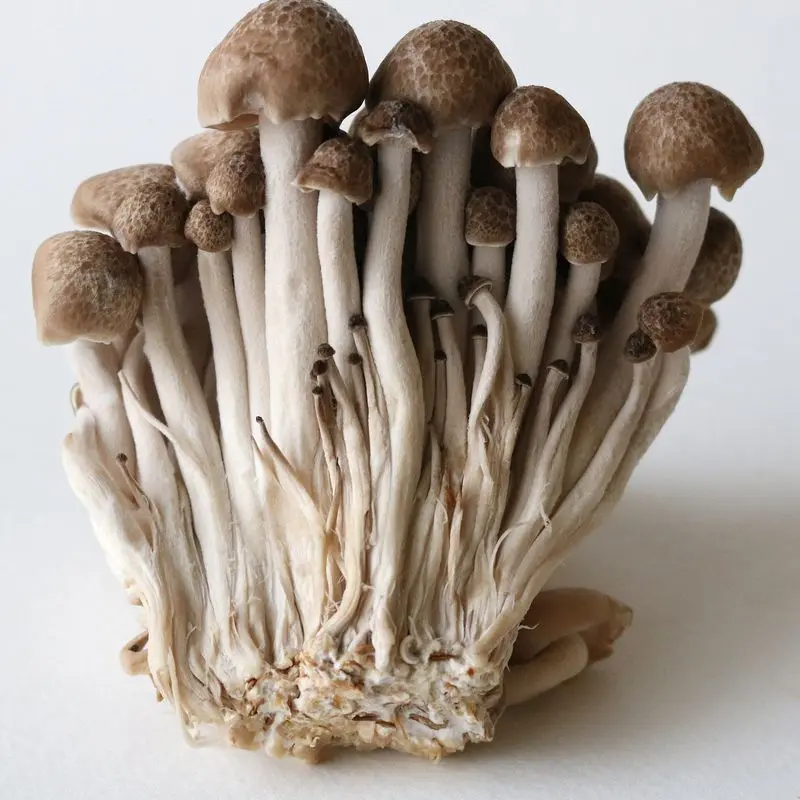 Ramillete de setas enoki de tallos largos y claros con sombreros pardos pequeños, sobre fondo blanco