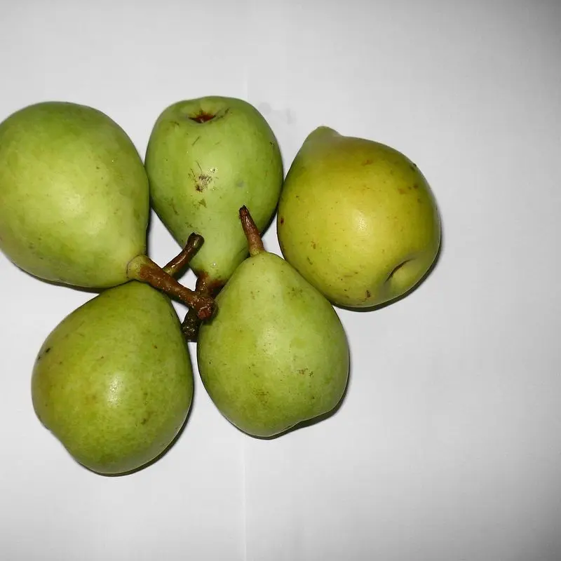 Cinco peras pequeñas verdes sobre fondo blanco