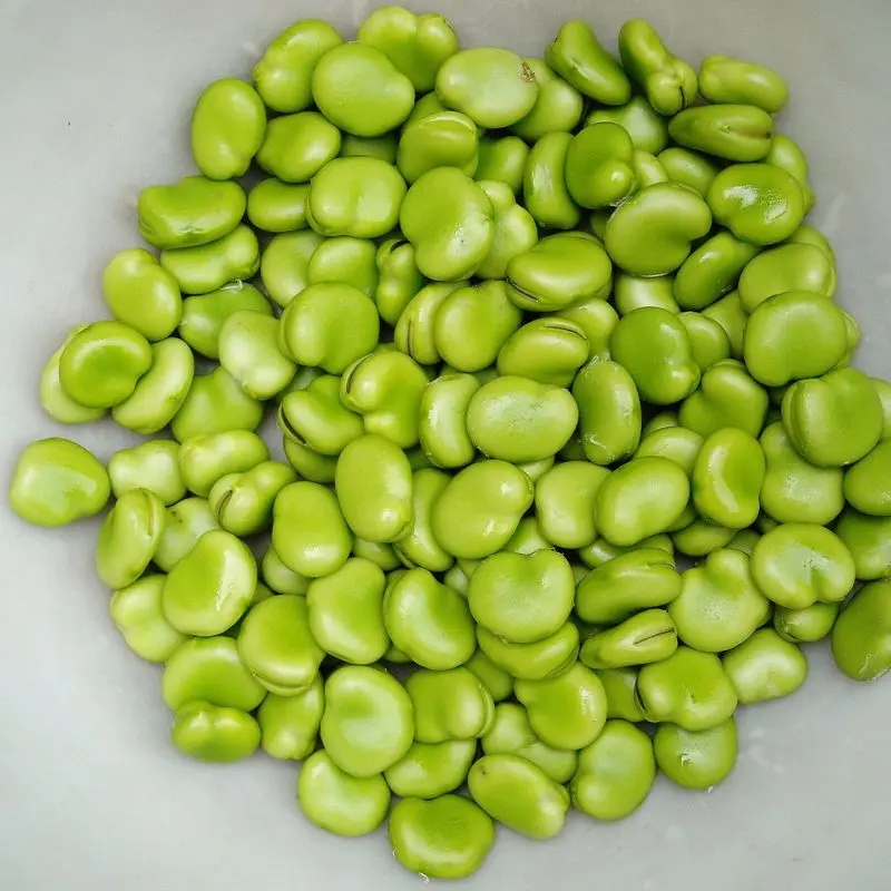 Habas frescas desgranadas, de color verde claro, en un cuenco