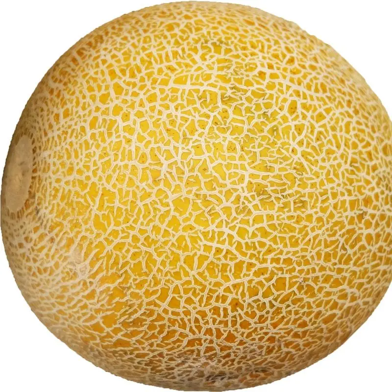 Melón galia entero amarillo con piel reticulada sobre fondo blanco