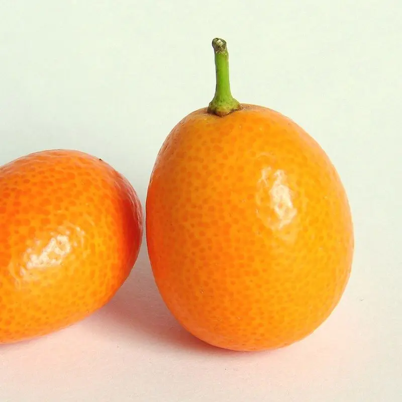 Dos kumquats naranjas sobre fondo claro