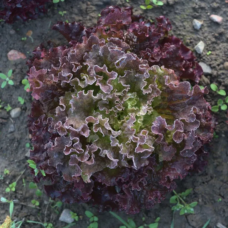 Lechuga lollo rosso de hojas rizadas rojizas y moradas