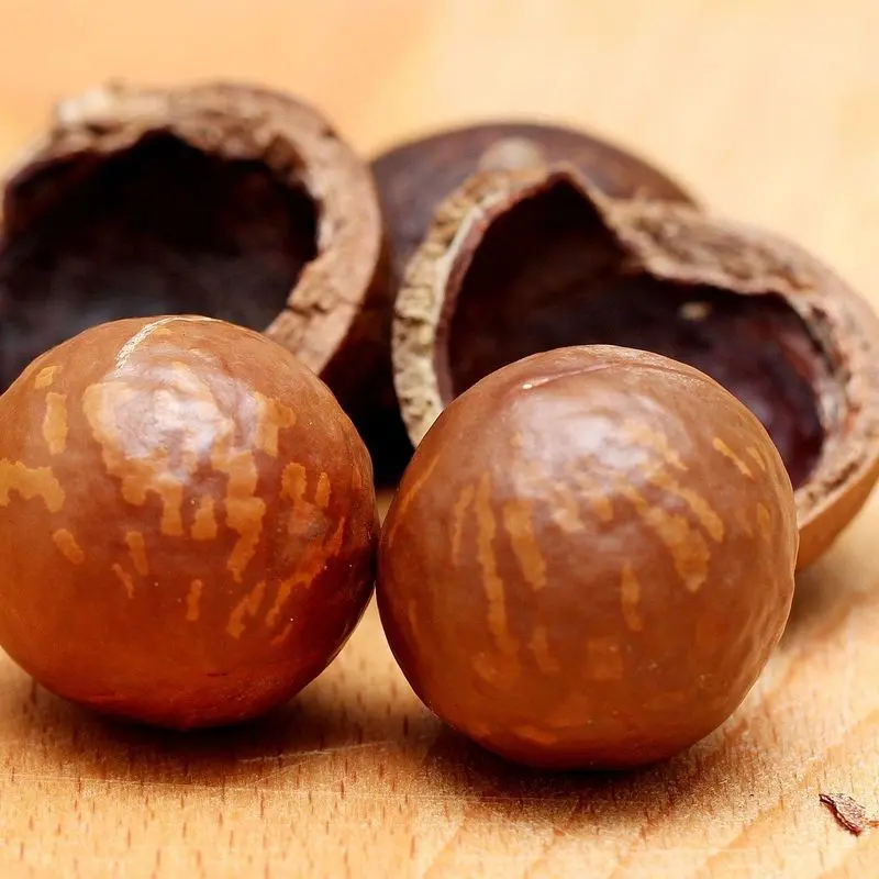 Nueces de macadamia enteras y abiertas sobre una tabla de madera
