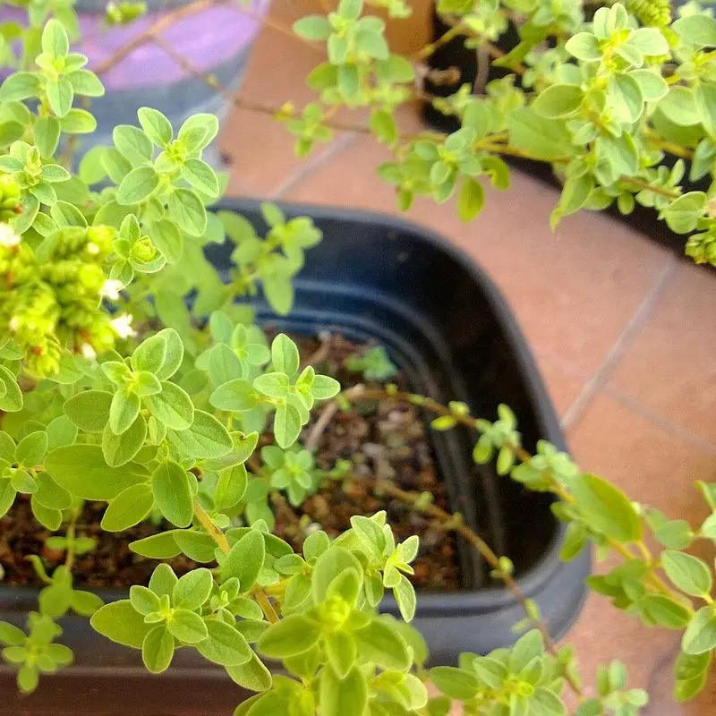 Planta de orégano fresco de hojas pequeñas y verdes en una maceta