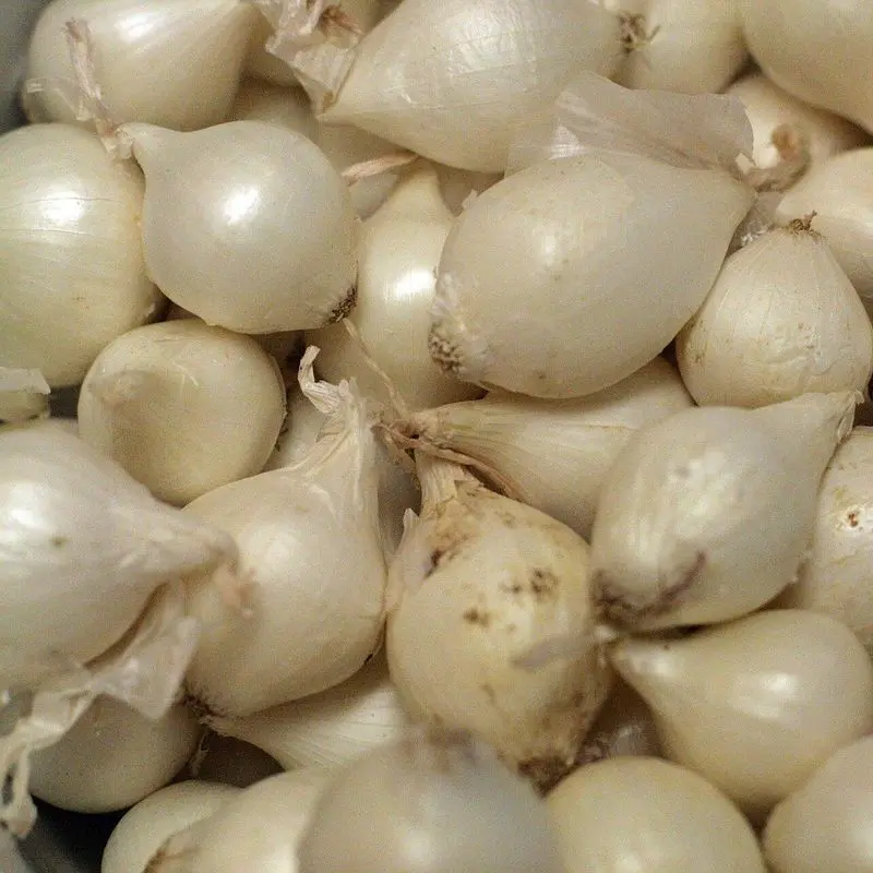Montón de cebollitas francesas blancas peladas