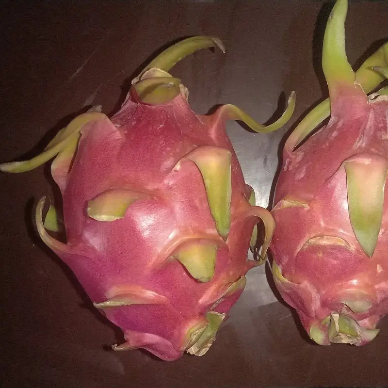 Dos pitahayas enteras de piel rosa con escamas verdes sobre fondo oscuro