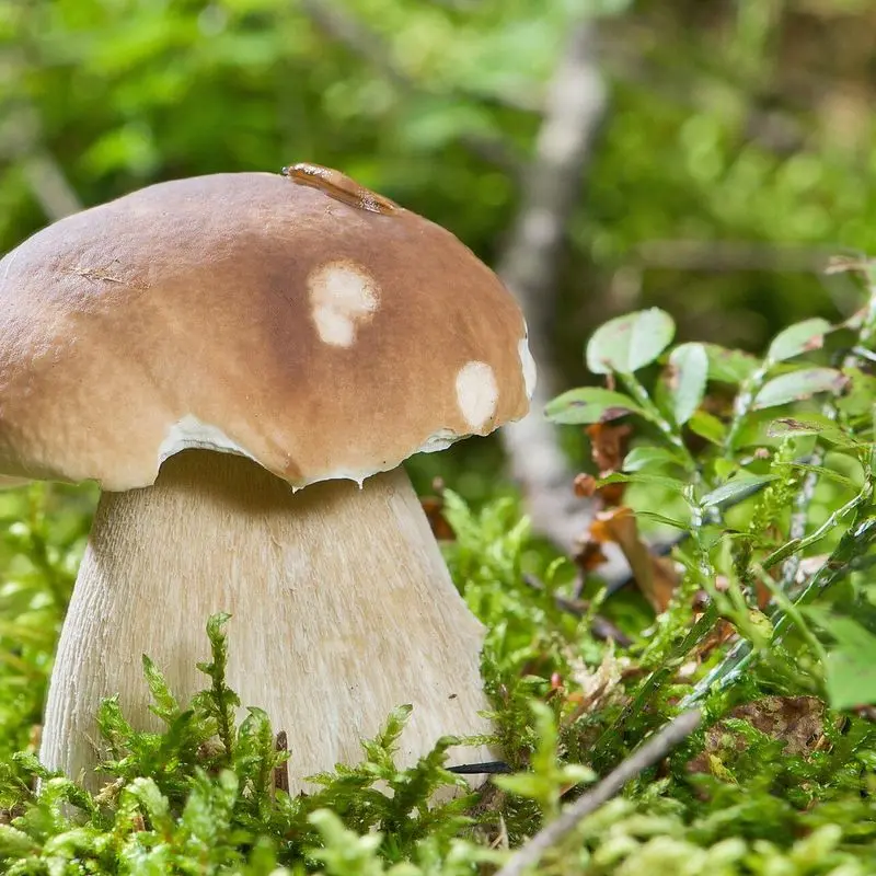 Boletus edulis entero con sombrero pardo y pie grueso claro, sobre musgo