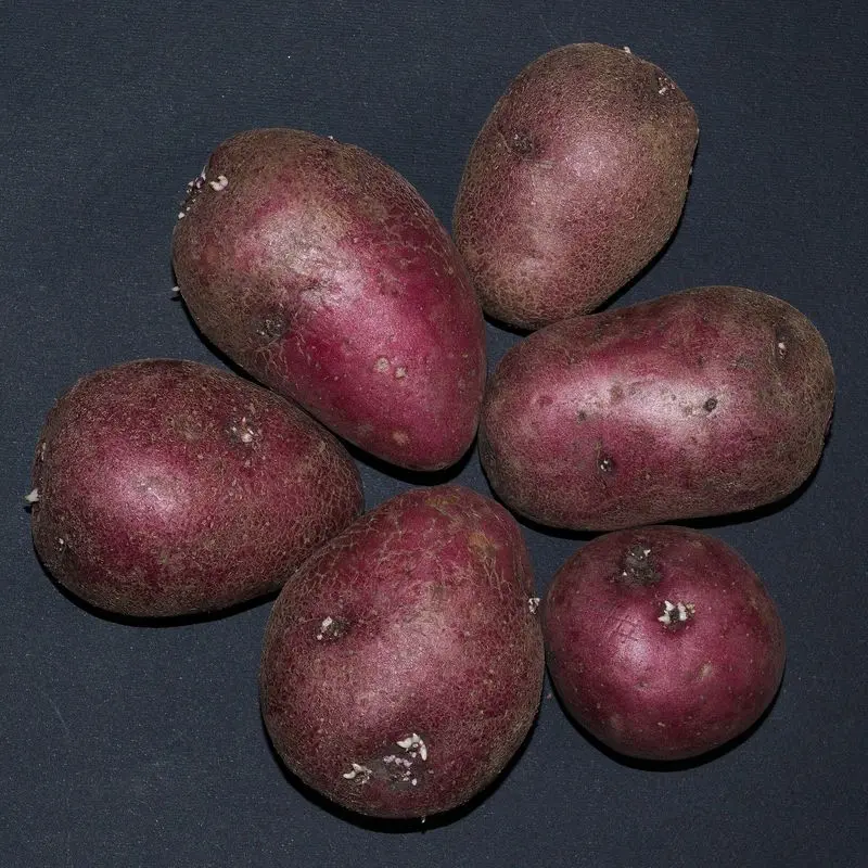 Patatas de piel roja sobre fondo oscuro