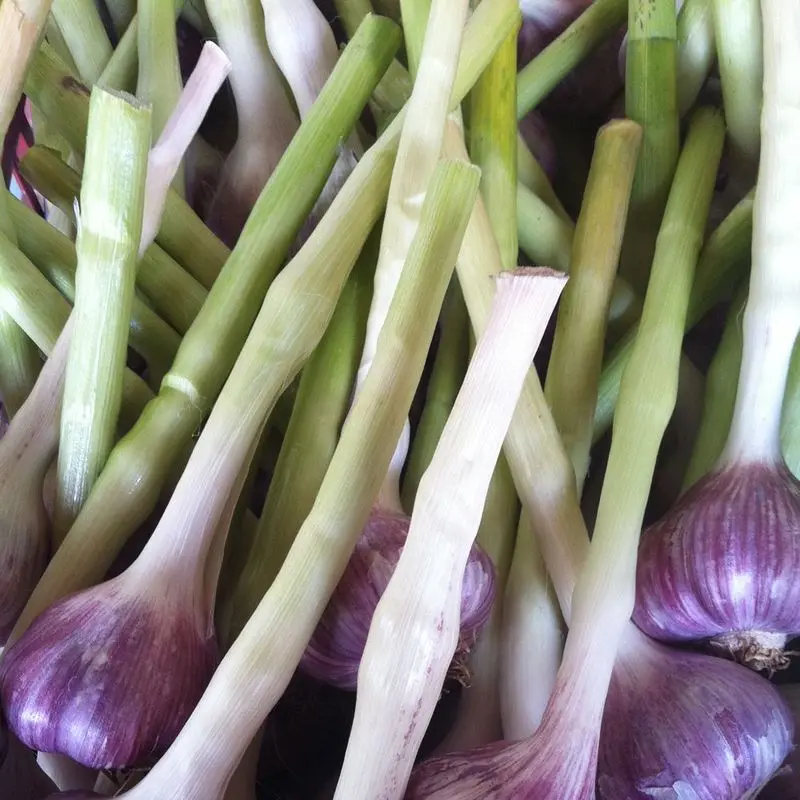 Ajos frescos de bulbo morado con tallos verdes, recién cosechados