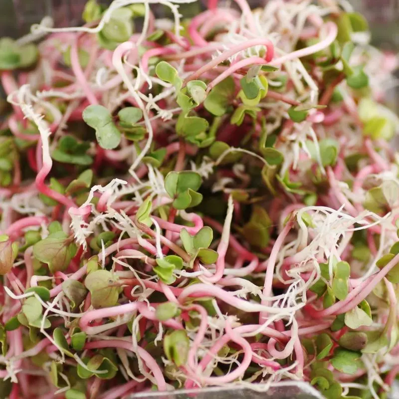 Germinados de rábano de tallos rosados y hojitas verdes en un envase transparente