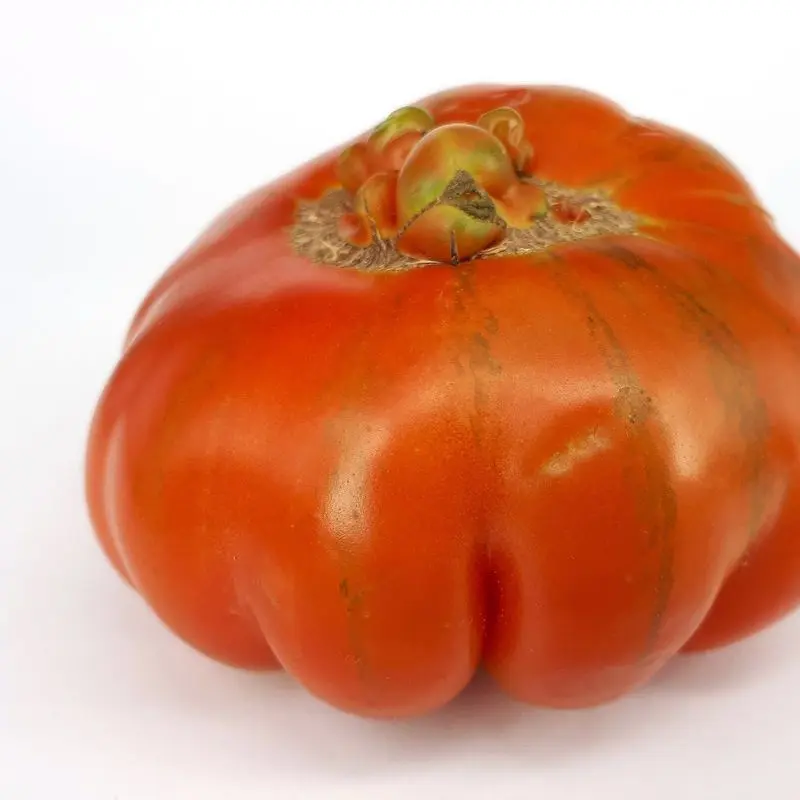 Tomate raf entero, rojo con hombros verdes, sobre fondo blanco