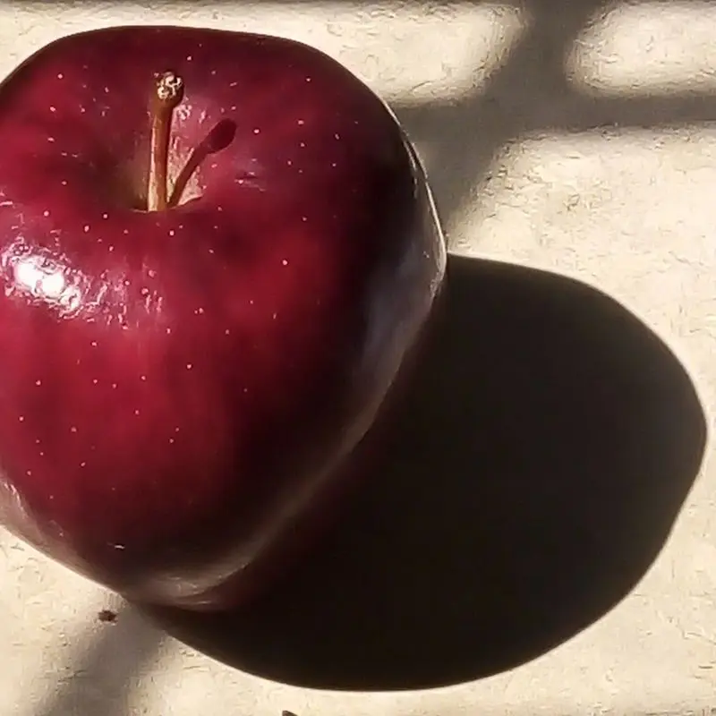 Manzana roja oscura con sombra sobre superficie clara