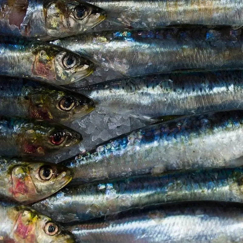 Sardinas frescas sobre hielo