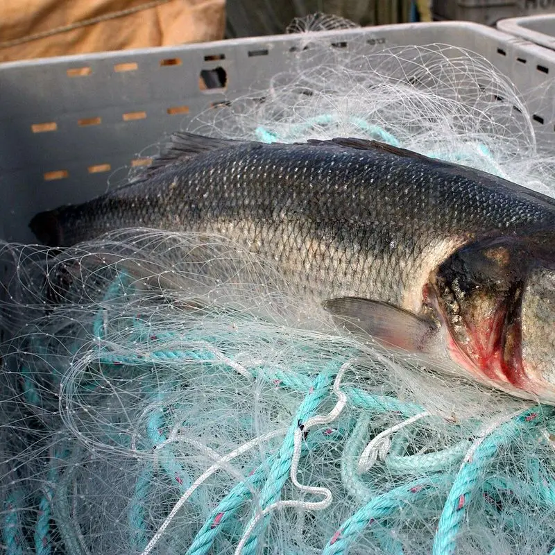 Lubina entera recién pescada sobre una caja con redes