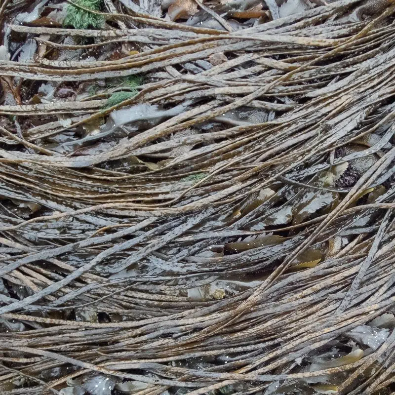 Hebras largas y finas de alga Himanthalia secas formando una maraña