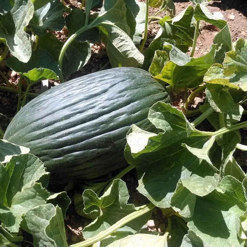 Melón tendral de piel verde oscura y rugosa en la mata, entre hojas