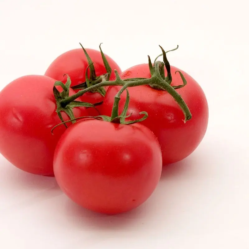 Tomates rojos maduros con rama sobre fondo blanco