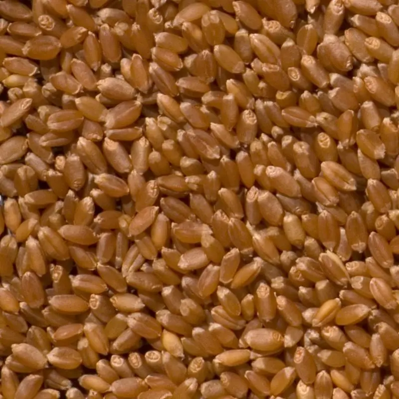 Granos de trigo de color dorado anaranjado llenando todo el encuadre
