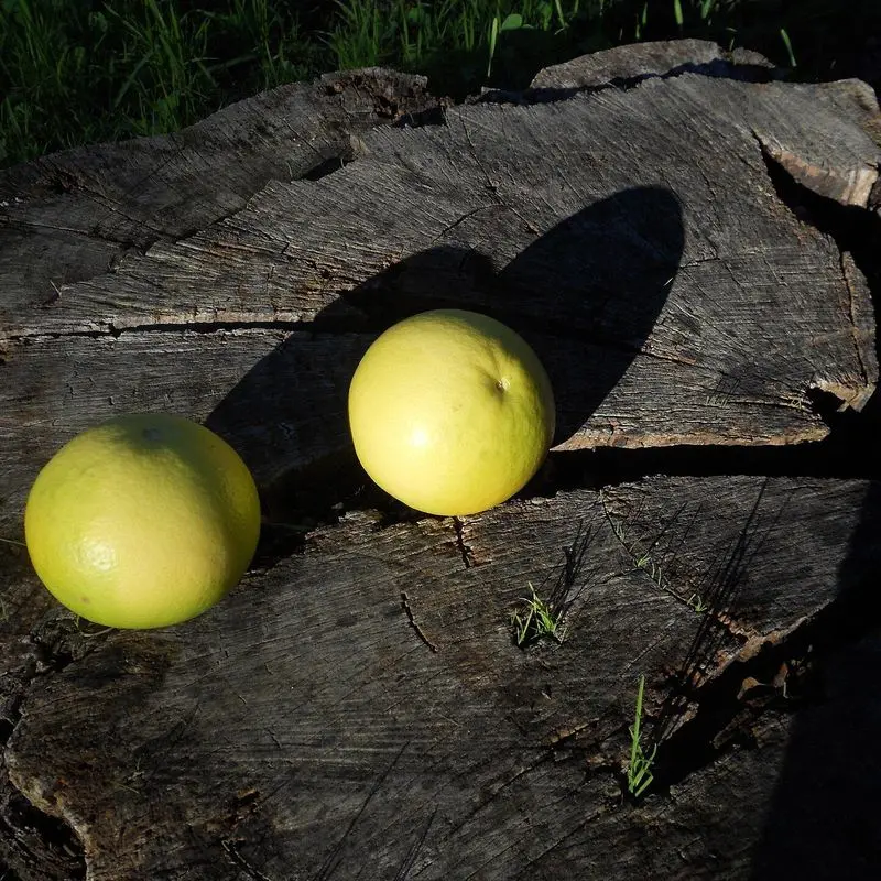 Dos pomelos amarillos enteros sobre un tocón de madera