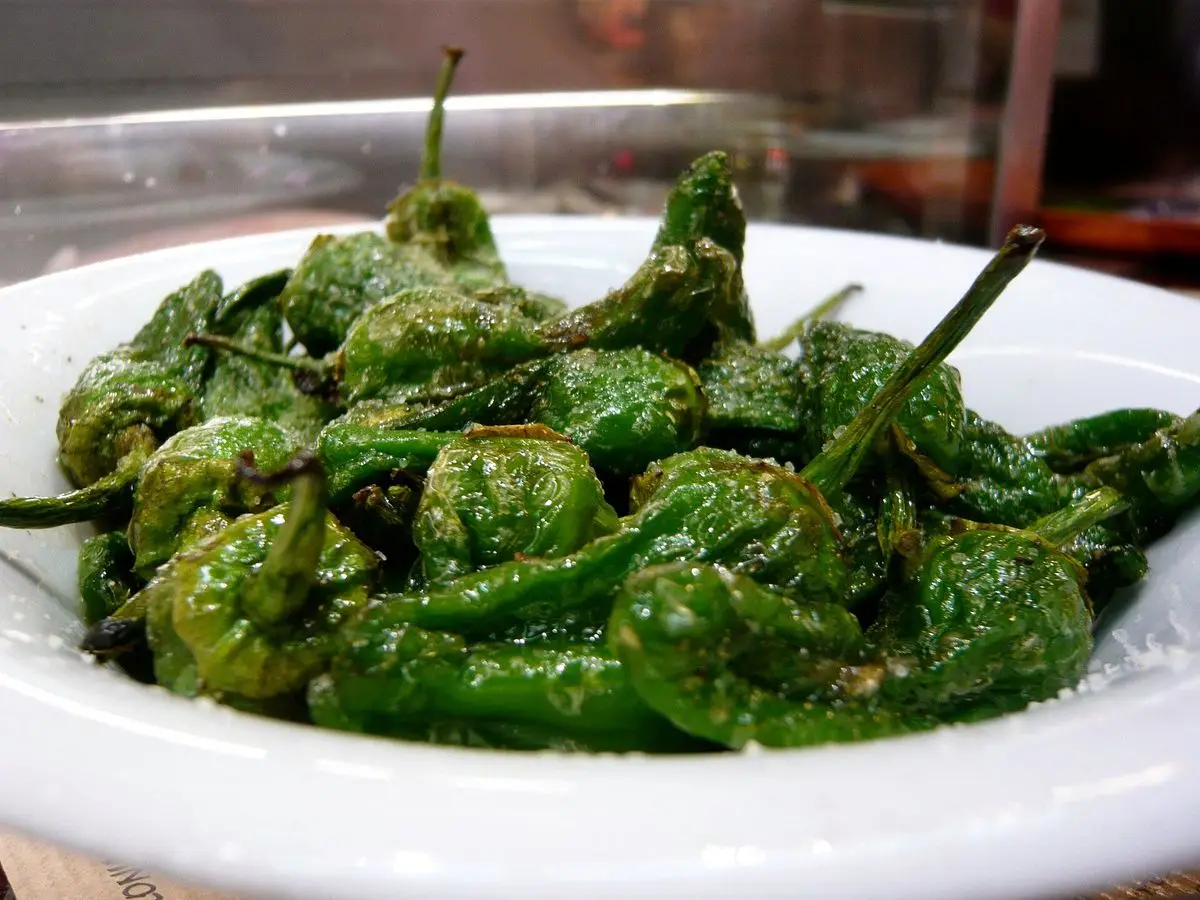 Plato blanco con pimientos de Padrón fritos con sal, verdes y brillantes