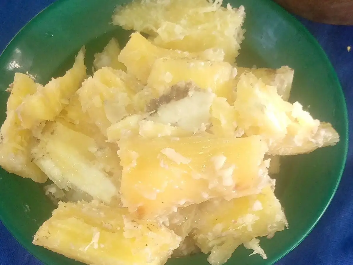 Plato verde con trozos de yuca cocida, blanca y tierna, lista para comer